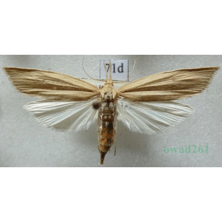 Chilo phragmitella (Hübner, 1810) Wachlarzyk trzciniaczek Czech71d